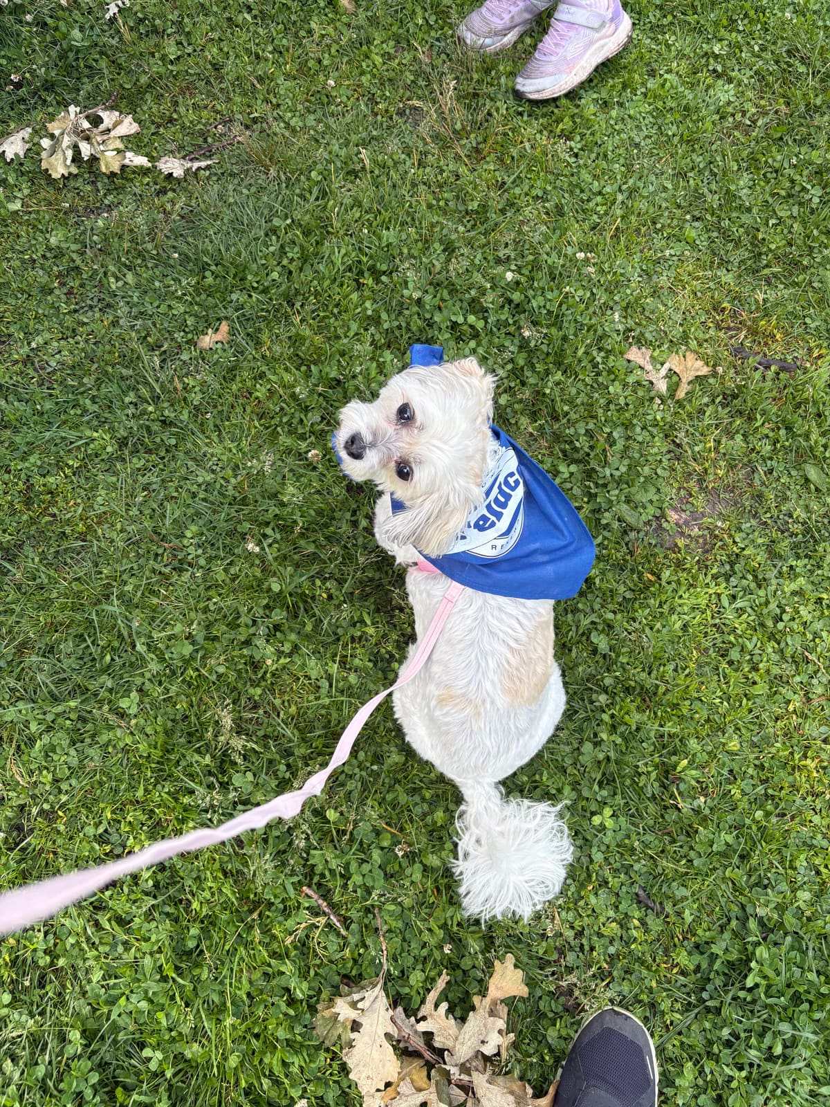 Coco the Shih Tzu Bichon in a blue Anti-Cruelty Society bandana on the grass at BARK, the Walk for Chicago's Animals
